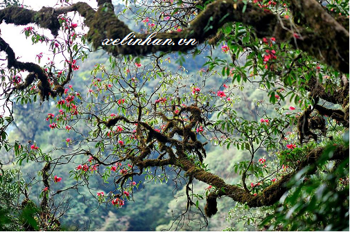 Lễ hội hoa Đỗ Quyên – Sapa 2017